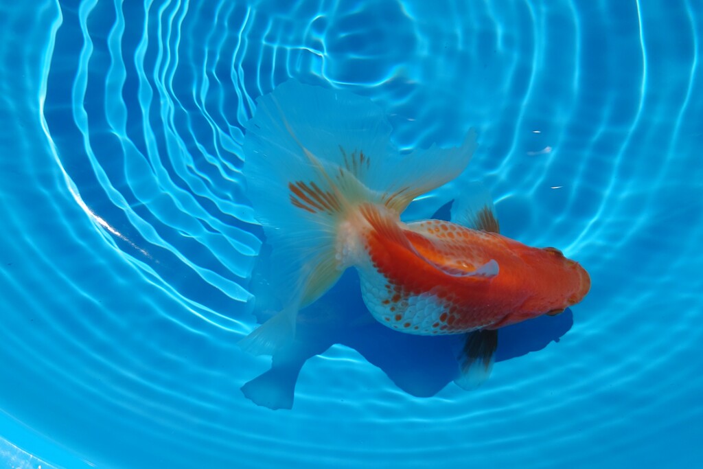2022.01親魚 (23)