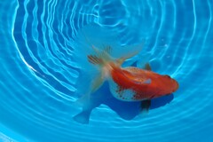 2022.01親魚 (23)
