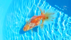 2022.01親魚 (1)
