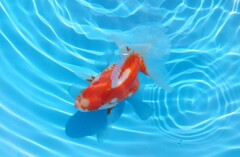 2023_08メス (29)