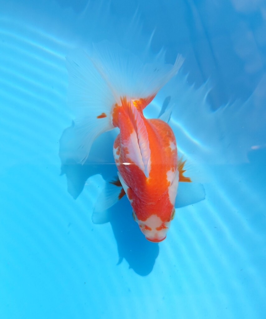 2023_08メス (11)