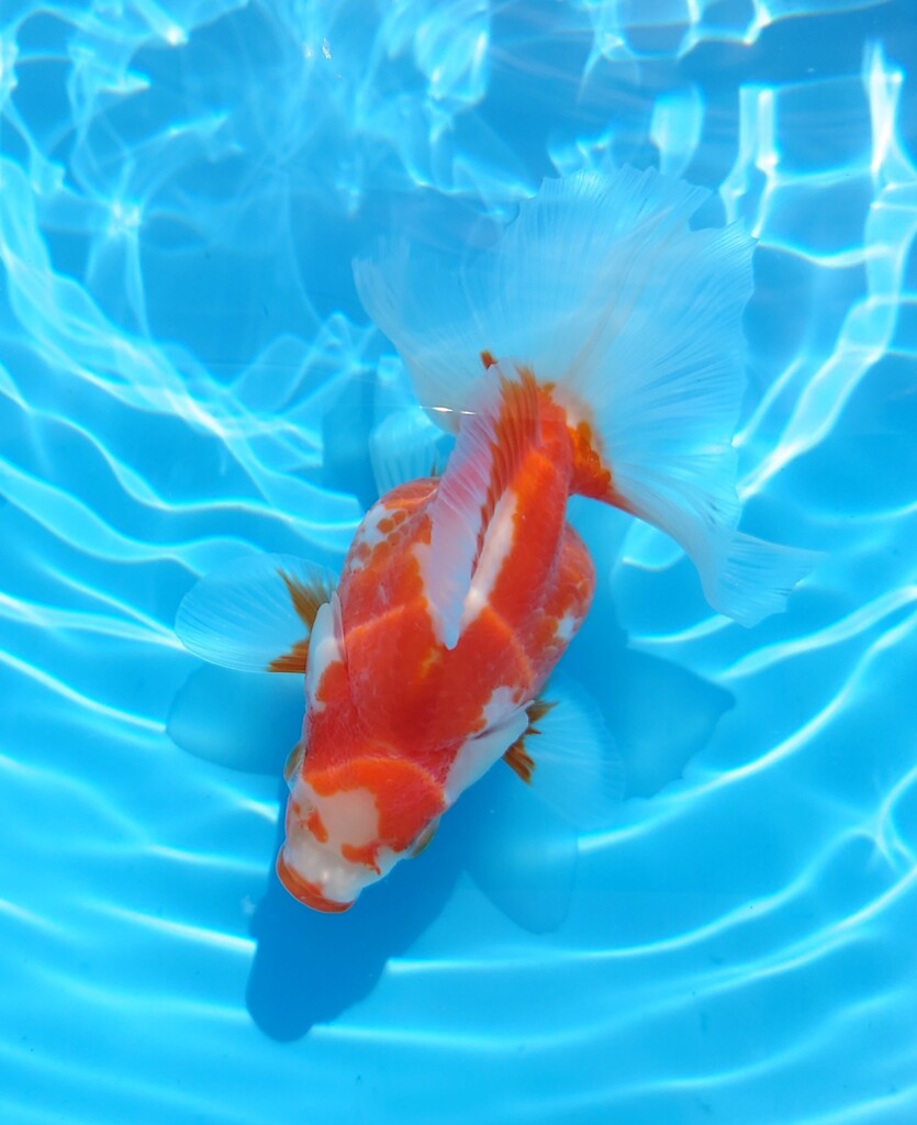 2023_08メス (25)