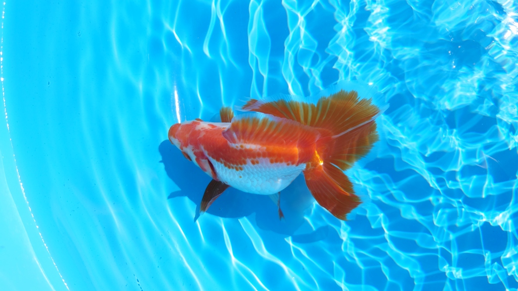 2022.02親魚  (4)