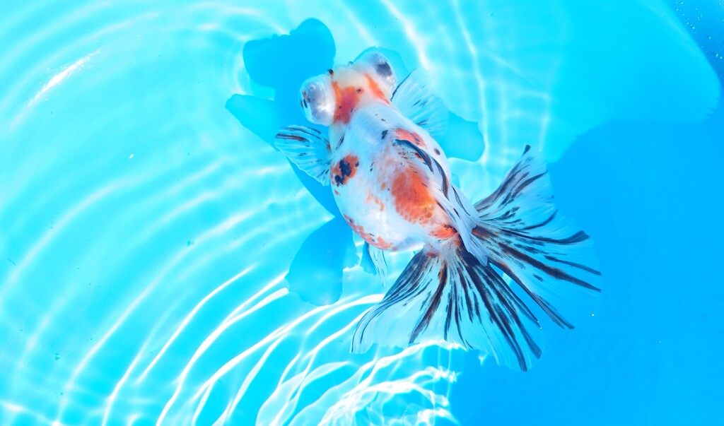 2022.01親魚 (3)