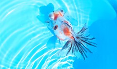 2022.01親魚 (3)