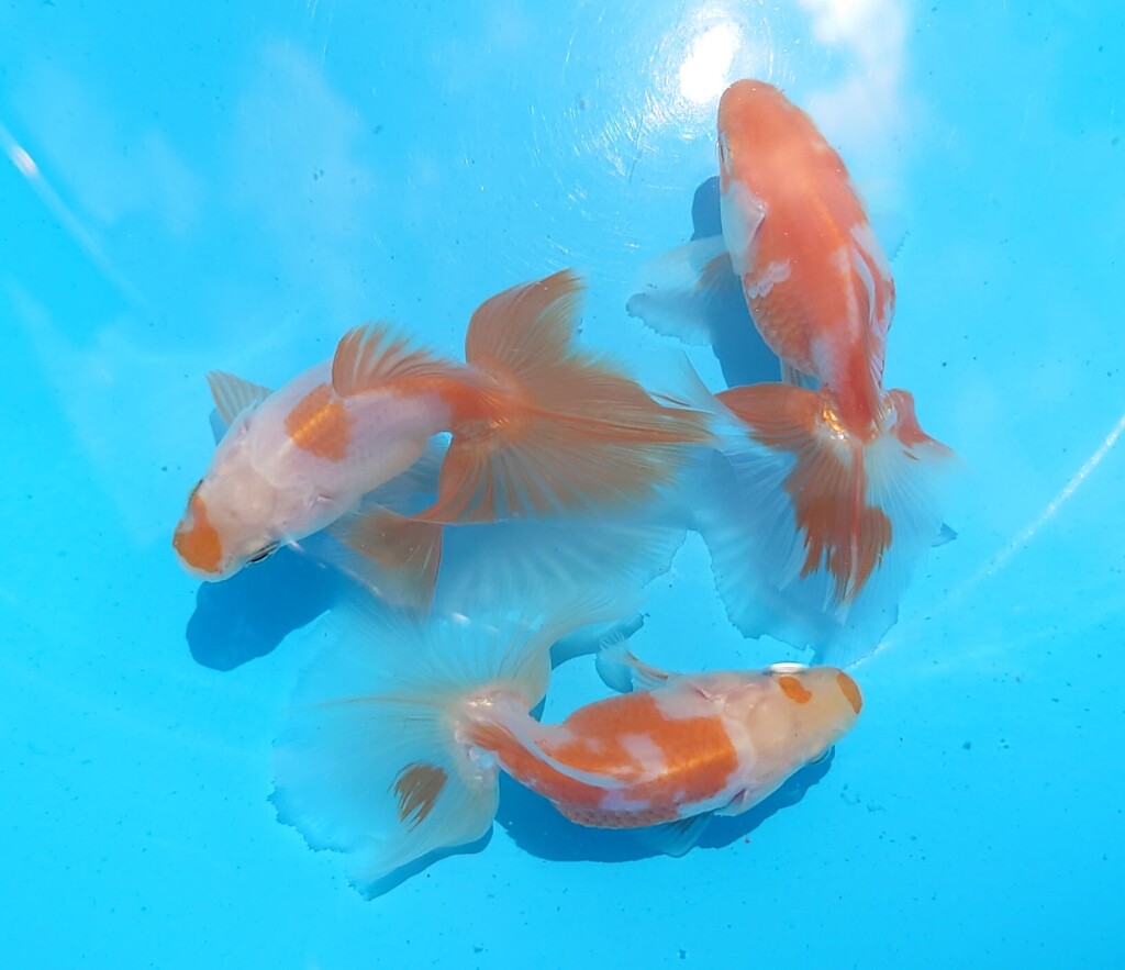 当歳魚 (2)