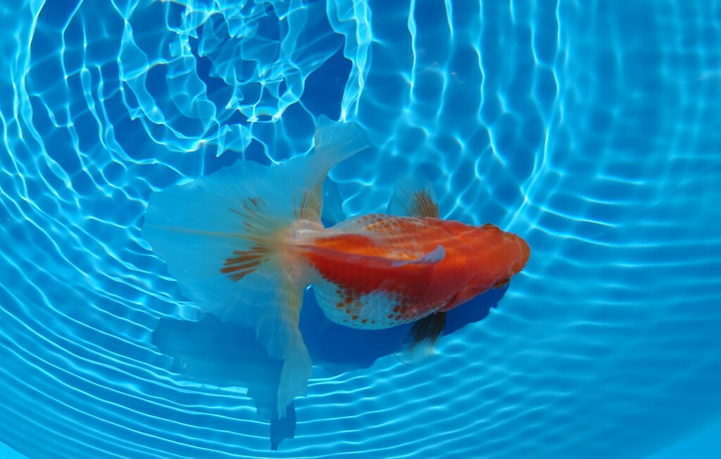 2022.01親魚 (24)
