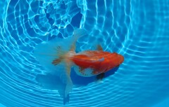 2022.01親魚 (24)