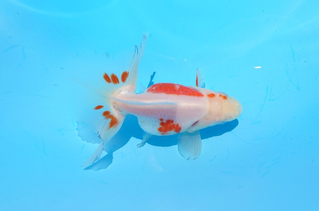 2023_02オス (2)
