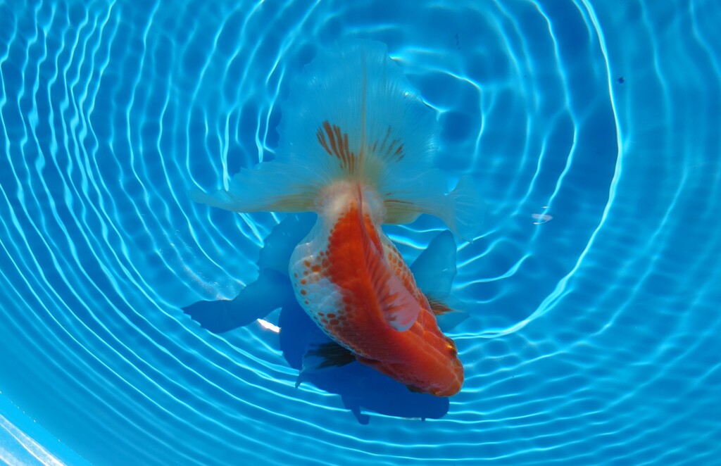 2022.01親魚 (22)
