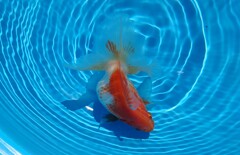 2022.01親魚 (22)