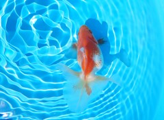 2022.01親魚 (19)