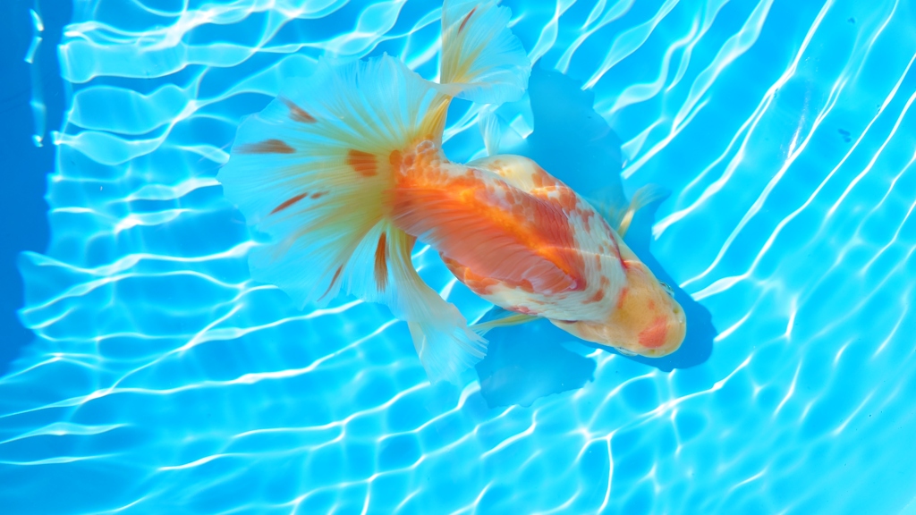2022.01親魚 (2)