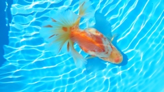 2022.01親魚 (2)
