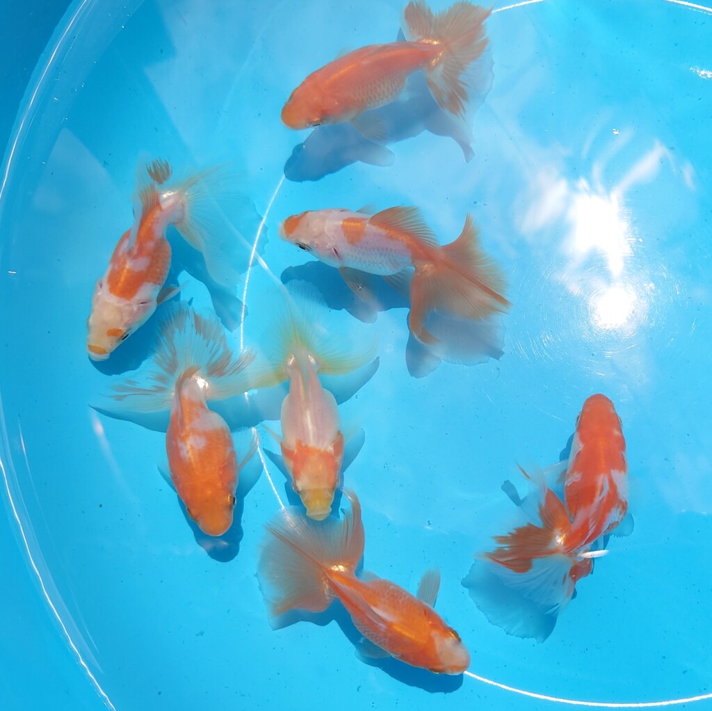 当歳魚 (3)