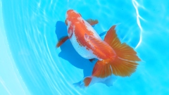 2022.02親魚  (6)