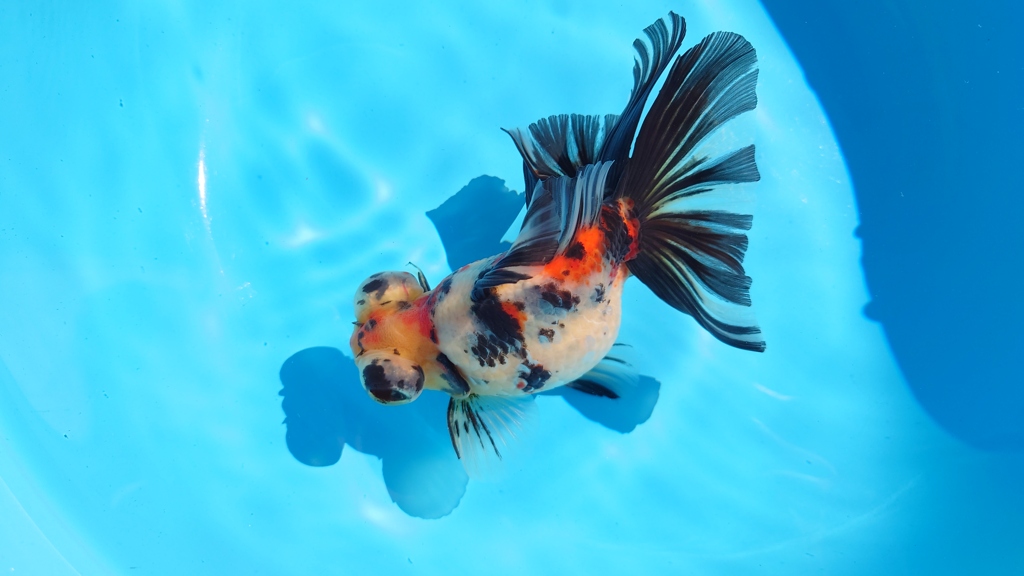 2022.02親魚 (1)