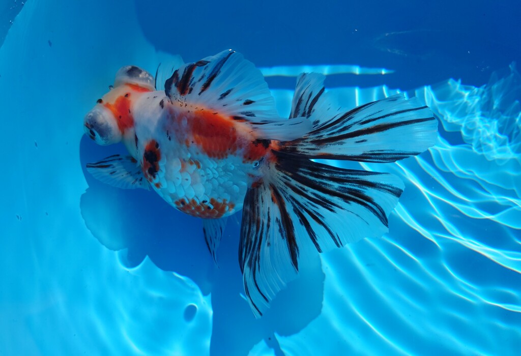 2022.01親魚 (6)