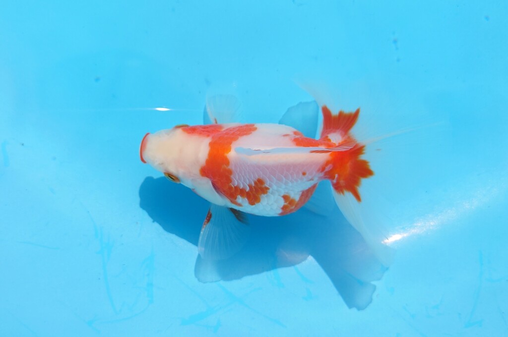 2023_04オス (27)