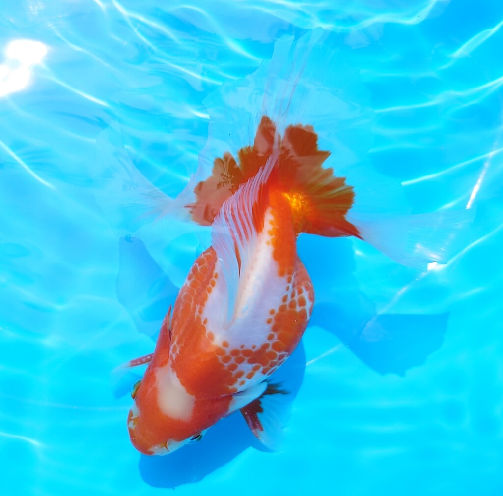 60.20赤勝更紗オス (68)