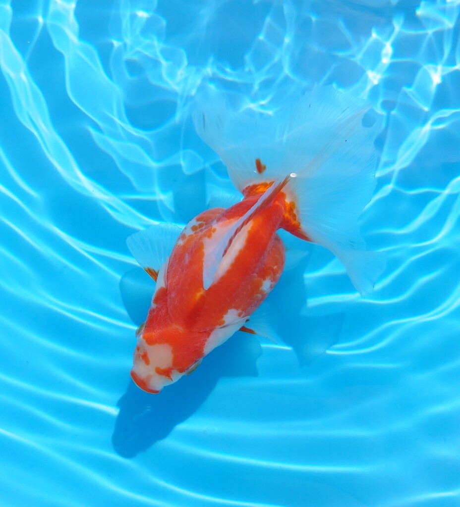 2023_08メス (30)