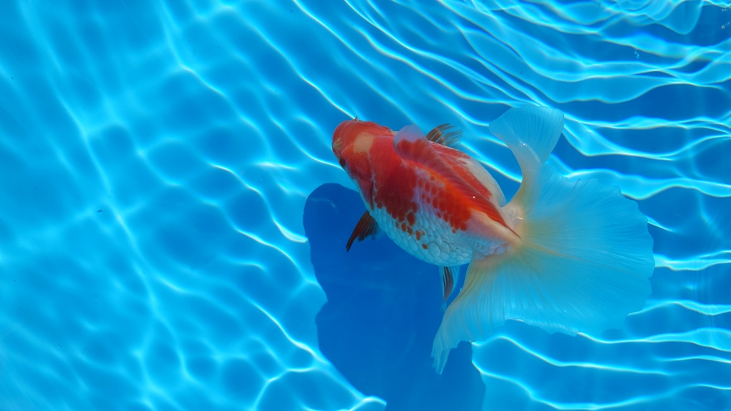 2022.01親魚 (13)