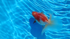 2022.01親魚 (13)