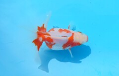 2023_04オス (19)