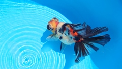 2022.02親魚 (4)