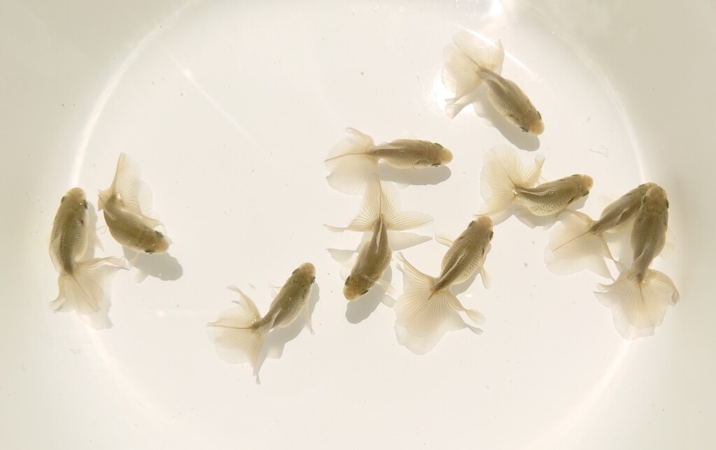 当歳魚 (1)