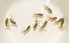 当歳魚 (1)