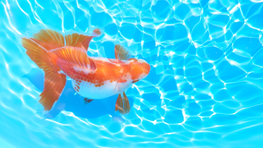 2022.02親魚 (0)