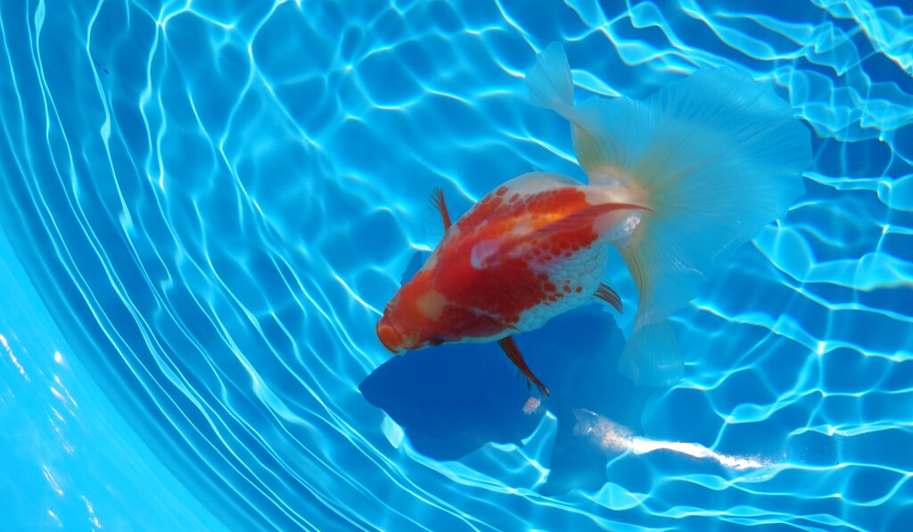 2022.01親魚 (12)