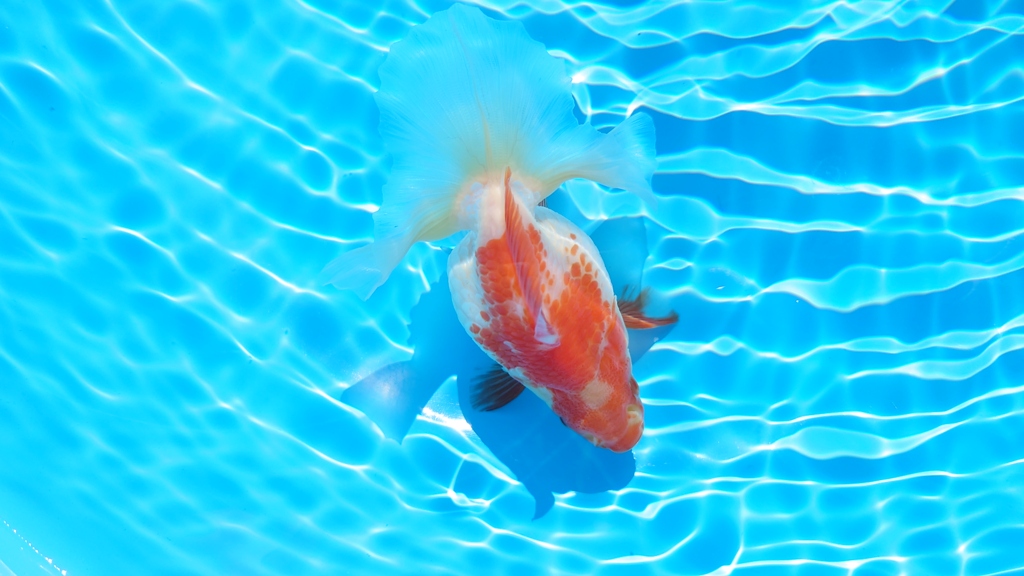 2022.01親魚 (10)