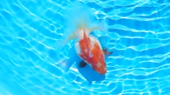 2022.01親魚 (10)
