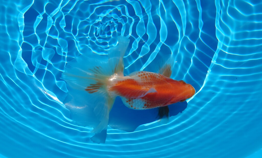 2022.01親魚 (21)
