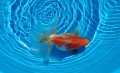 2022.01親魚 (21)