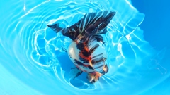 2022.02親魚 (9)