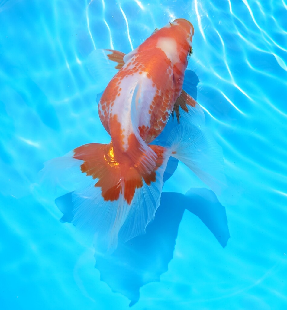 60.20赤勝更紗オス (22)