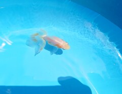 参考写真08.04_土佐金_新子_更紗 (2)