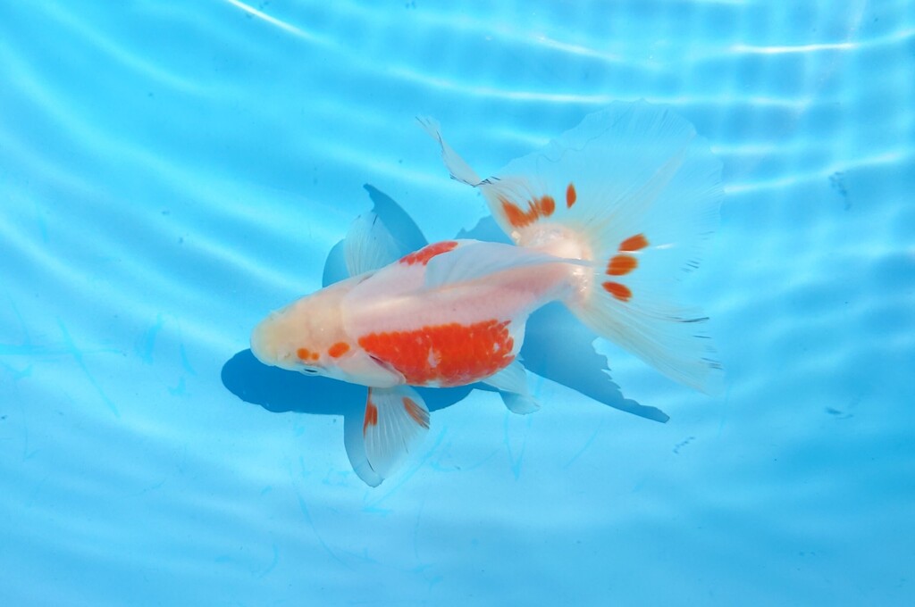 2023_02オス (20)
