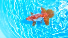 2022.02親魚  (1)