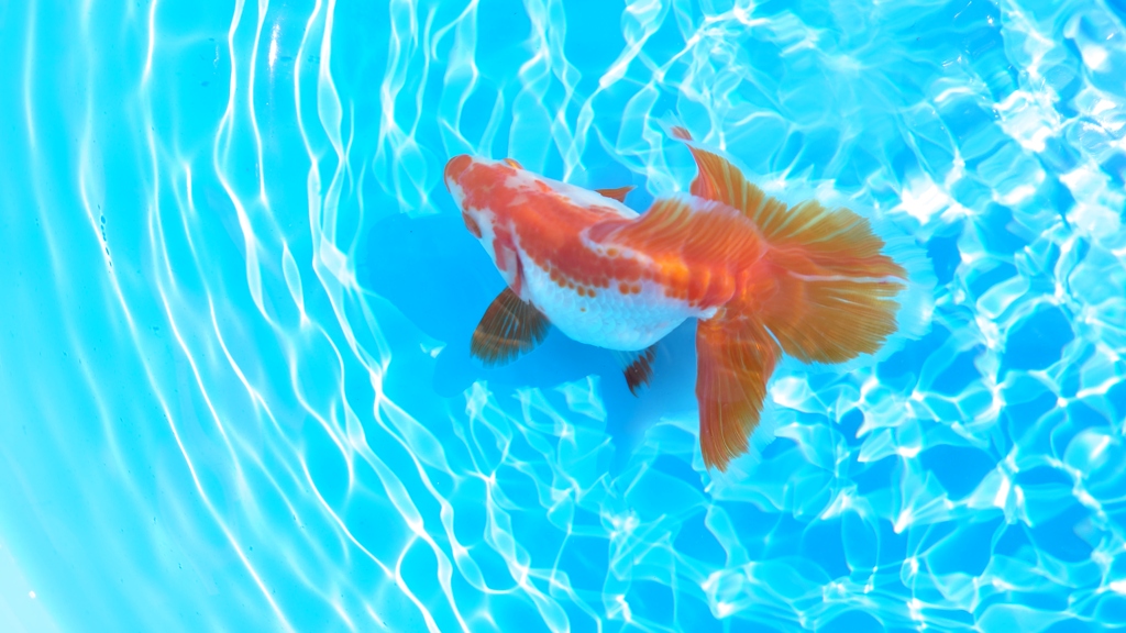 2022.02親魚  (2)
