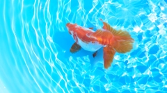 2022.02親魚  (2)