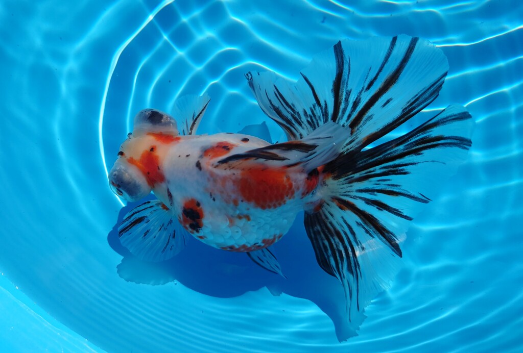 2022.01親魚 (7)