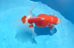 2023_03オス (1)