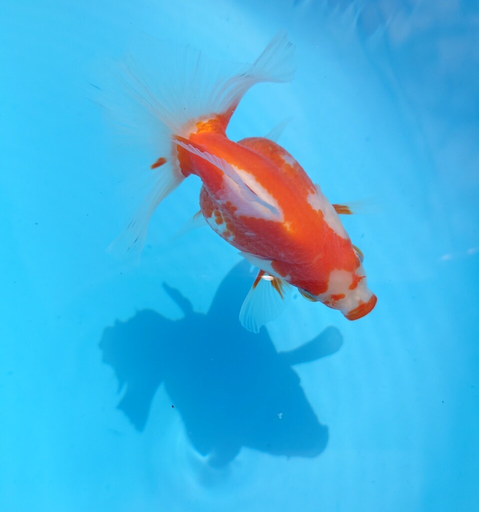 2023_08メス (20)
