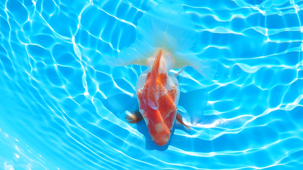 2022.01親魚 (11)