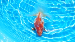 2022.01親魚 (11)