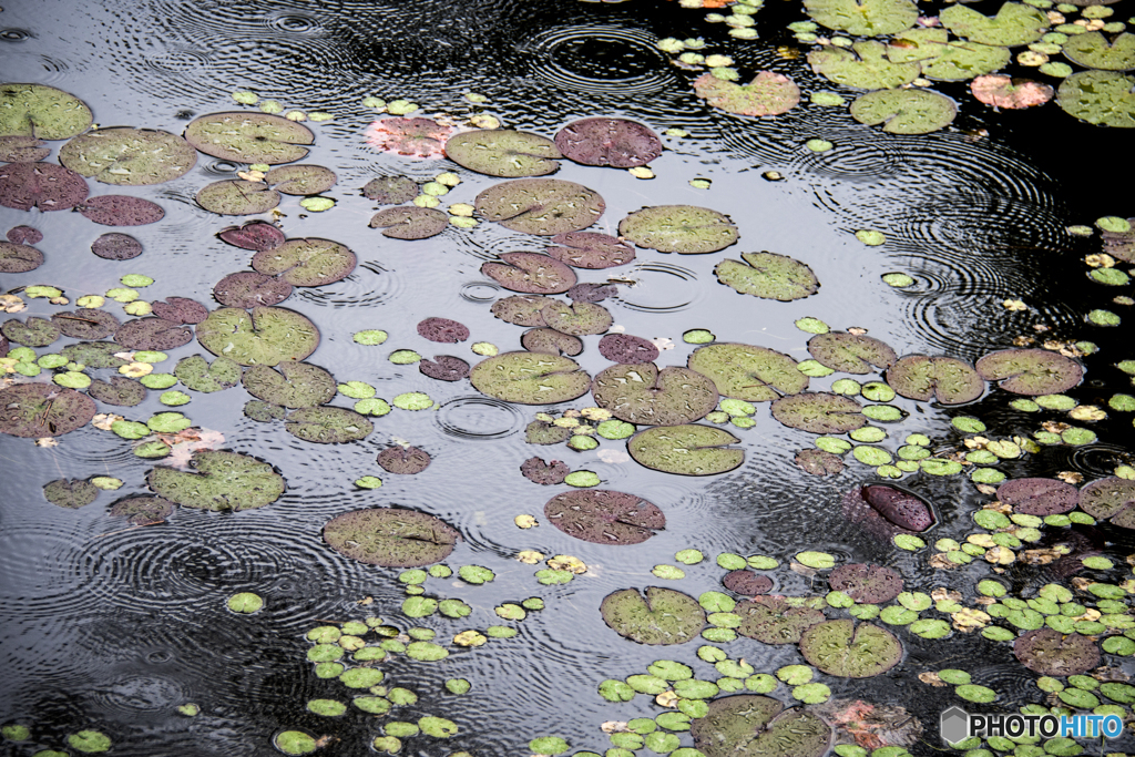 雨降り